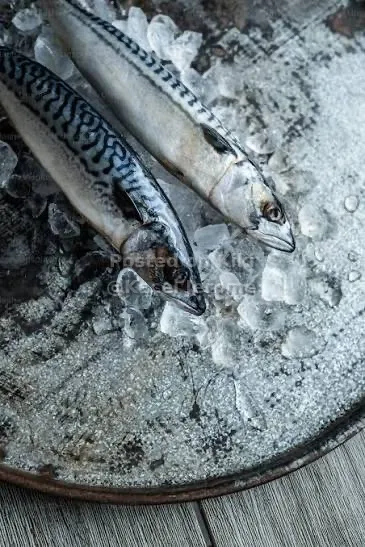 Fresh salmon