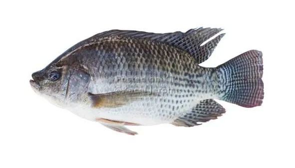 Fresh Tilapia