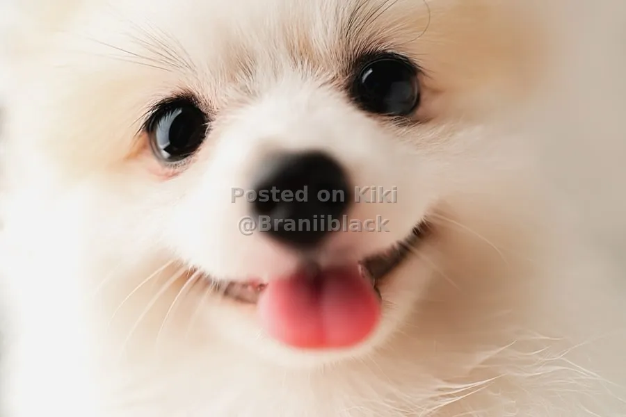 Toy Dog