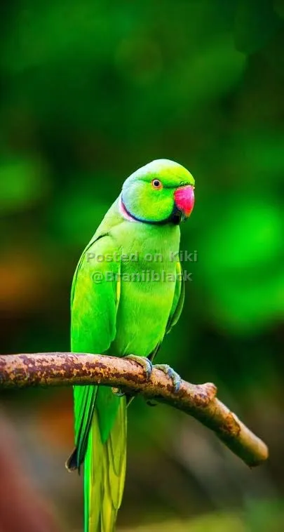Parrot